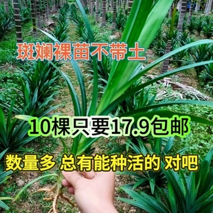 海南可食用斑斓苗香兰苗班兰苗室内绿植盆栽盆景净化空气香兰叶苗