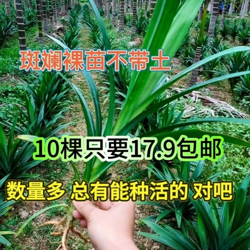 海南可食用斑斓苗香兰苗班兰苗室内绿植盆栽盆景净化空气香兰叶苗