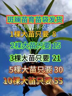 海南斑斓叶育袋苗新鲜可食用香料植物糕点香兰苗绿植室内净化包邮