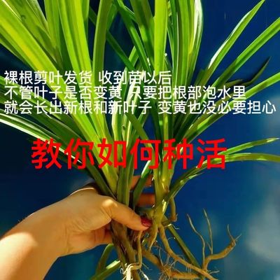 海南可食用斑斓苗香兰苗糕点室内绿植盆栽盆景净化空气香兰叶