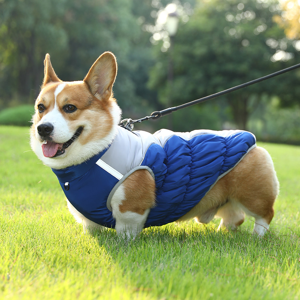 柯基衣服秋冬款中大型犬加厚保暖棉服马甲金毛拉布拉多可牵引棉服