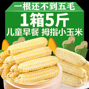 云南拇指小玉米5斤版纳拇指玉米新鲜香糯小手指迷你袖珍香糯玉米