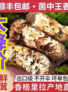 香格里拉新鲜松茸野生现货