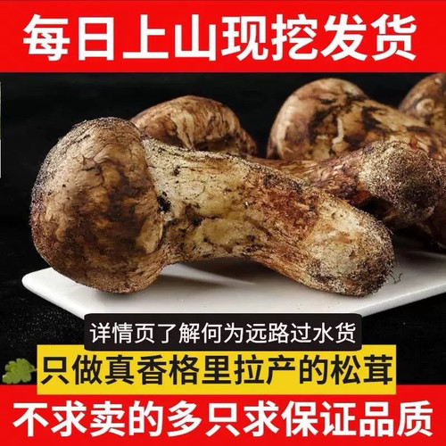 2025出口级野生松茸新鲜现货云南香格里拉正宗精品松茸企业直营