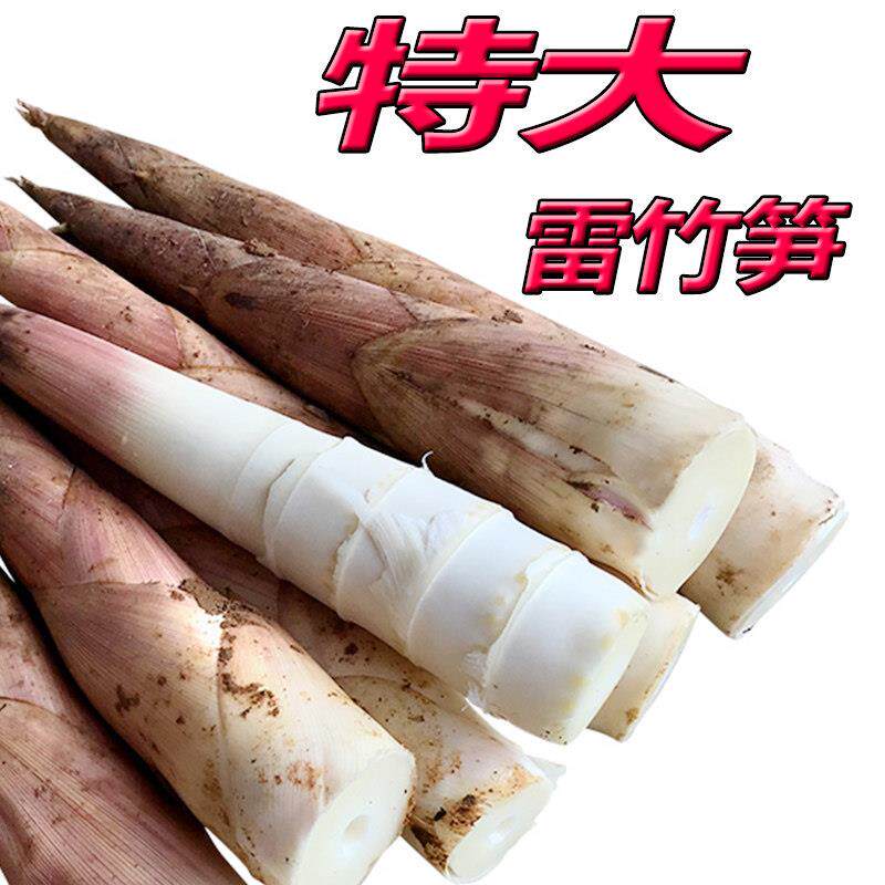 雷笋新鲜冬笋竹笋雷竹笋油焖笋腌笃笋现挖农家野生蔬菜春笋5斤装