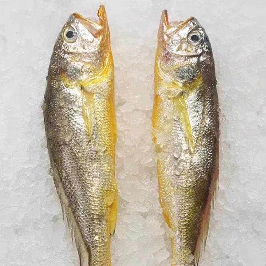 舟山中小条黄鱼新鲜捕捞鲜野生海捕活发货顺丰条新鲜无冰黄花鱼