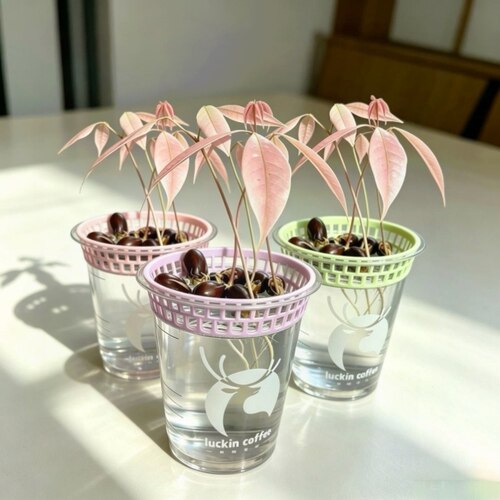 水培定植植物种植器皿适配瑞幸咖啡杯子的镂空荔枝水培支架花盆