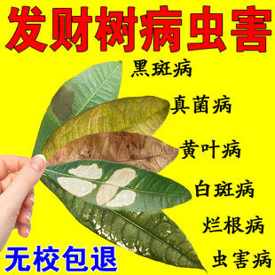 发财树营养液叶斑病专用肥料发财树叶子白斑营养液黄叶枯叶烂根剂