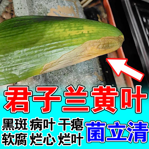 君子兰黄叶病专用肥烂根软腐炭疽发黄干焦尖以菌治菌枯黄斑营养液
