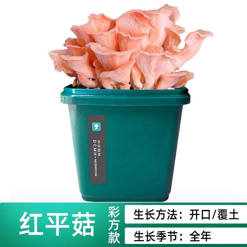 平菇蘑菇种植桶高产盆栽食用菌包阳台菇多L肉家庭植物观赏菌棒室