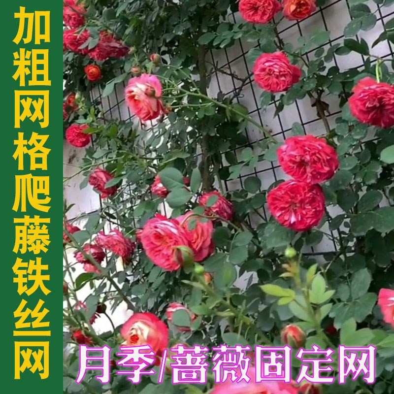 花墙架网格月季专用爬藤钢丝网蔷薇植物爬墙牵引攀爬架园艺铁丝网图片