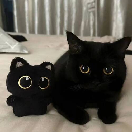 10cm Cute Black Cat plush toy Doll Small Pendant Cuddly Pill