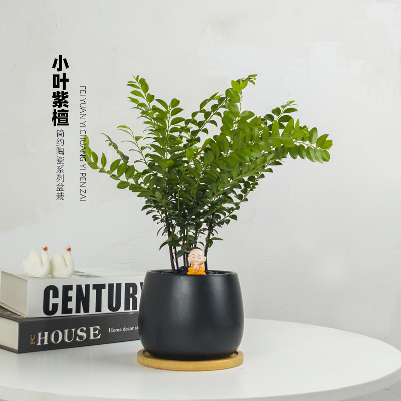 小叶紫檀盆栽办公室桌面花卉室内黑骨茶盆景植物树苗四季常青绿