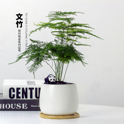 文竹小盆栽办公室内绿植四季常青耐阴花卉创意礼物防辐射云竹植物