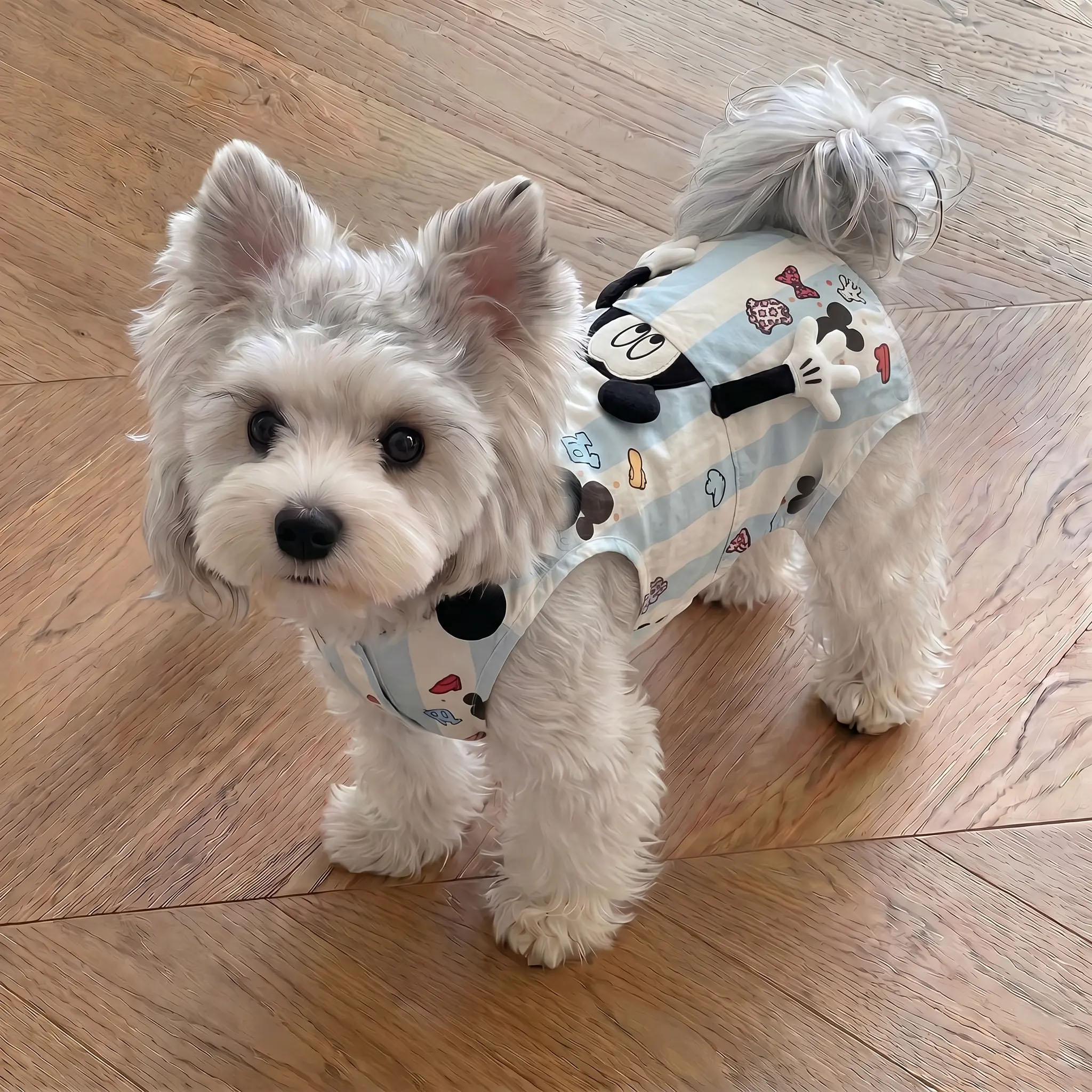 狗狗衣服小型犬比熊泰迪猫咪背心夏季薄款宠物四脚衣小狗连体裤