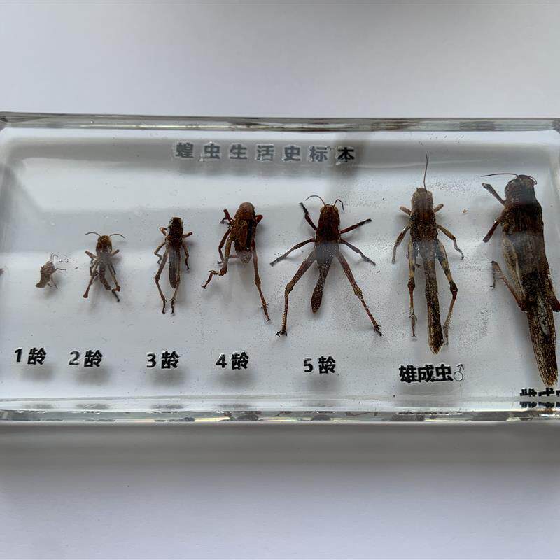 蝗虫生活史树脂包埋标本东亚飞蝗教具科普展示幼教学大学亲子礼物