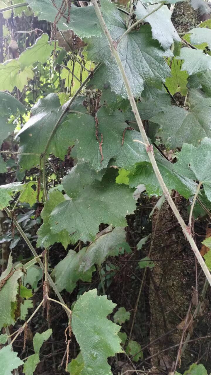 深山现采粗叶悬钩子枝叶大叶蛇泡簕八月泡中草药大号茅莓刺菠