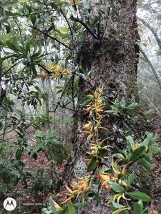 杉树寄生中药材云南山区杉树寄生鞘花寄生草野生古杉树鞘花寄生草