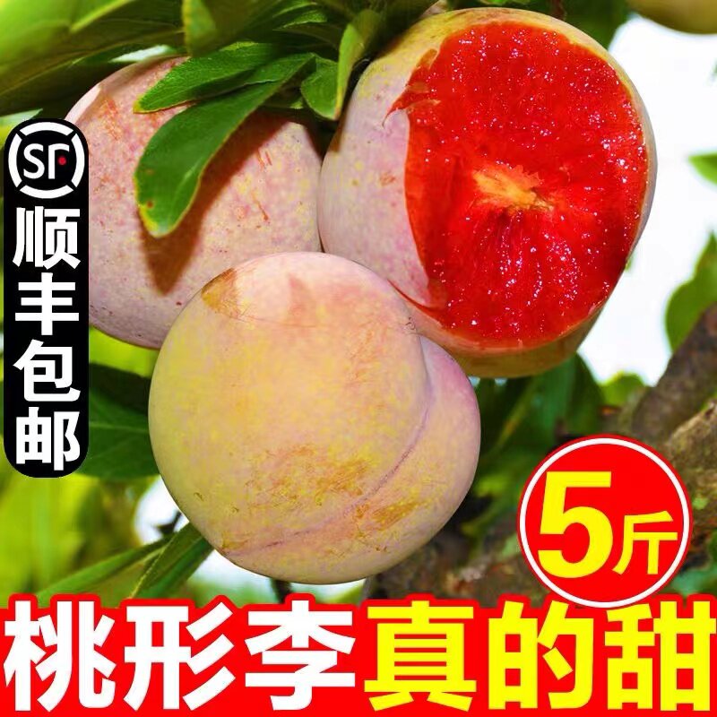 【顺丰送货】正宗嵊州金庭桃形李现摘红心李子新鲜水果三华李大果