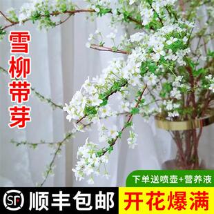 雪柳干枝鲜枝水养花卉绿植遇水开花水培植物室内珍珠李插花干支条