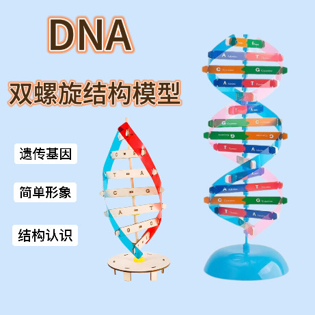 DNA双螺旋结构模型组件生物遗传基因和变异教学仪器实验器材