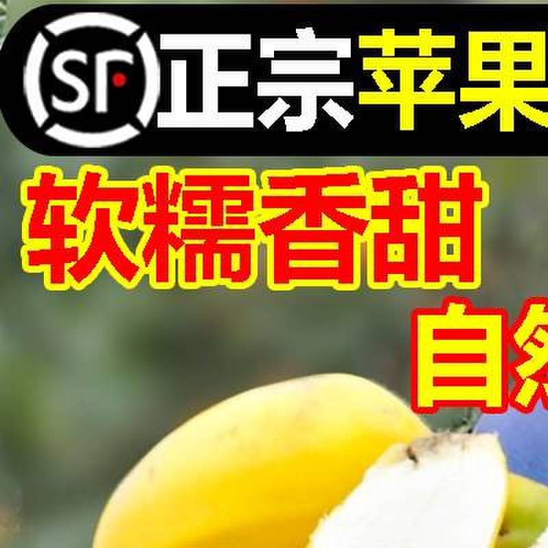 正宗苹果蕉香蕉新鲜10斤新鲜香蕉当季整箱自然熟苹果蕉特大果孕妇