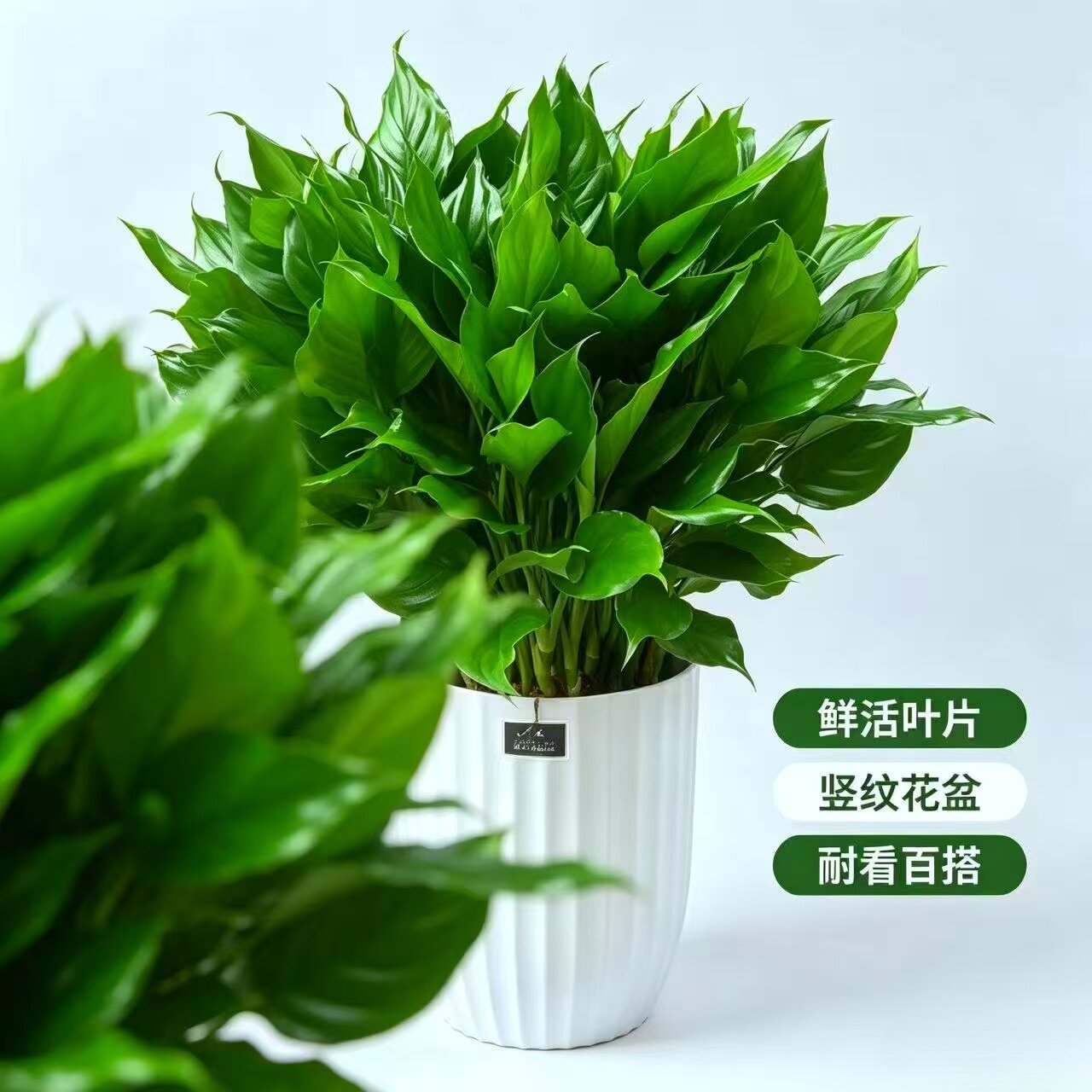 万年青盆栽四季常青客厅室内万年青土培大型家庭花卉绿植大发财树