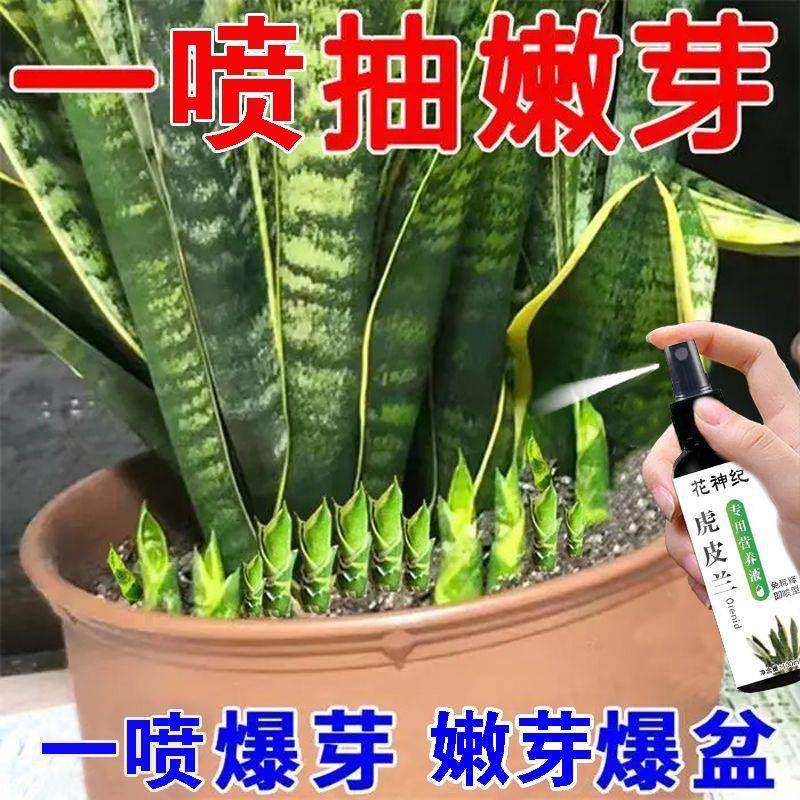 虎皮兰专用肥营养液水培黄叶黄斑卷叶烂根免稀释型肥通用型营养液,鲜花速递/花卉仿真/绿植园艺,家庭园艺肥料,淘宝优惠券,粉丝福利购,淘宝优惠卷