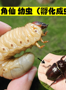 独家仙幼虫成虫无毒不咬人