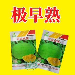 善高礼品黄瓤西瓜种子早熟黄心冰糖瓜种籽超甜西瓜种孑甜王西瓜籽