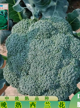 广良名秀西兰花种子青花种籽孑日本耐寒优秀炎秀四季蔬菜种子