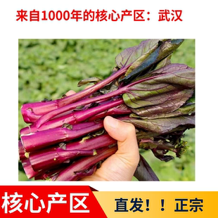 红菜薹 正宗武汉直发蔬菜湖北新鲜红菜苔现摘现发紫菜苔当季蔬菜