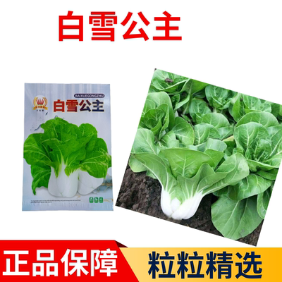 白雪公主奶油白菜种子阳台盆栽庭院四季蔬菜种籽农家小院播种大全