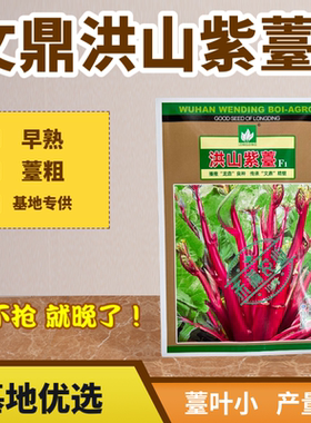 【文鼎菜苔】洪山紫薹基 地菜农专用正宗武汉红菜苔种子耐寒早熟