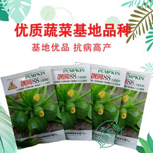 早熟无蔓圆葫南瓜种子靓圆88矮生嫩南瓜西葫芦种籽圆球形高山可种