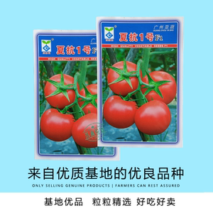 亚蔬夏抗1号小果型大红番茄种子 无限生长高产抗病耐热水果番茄种