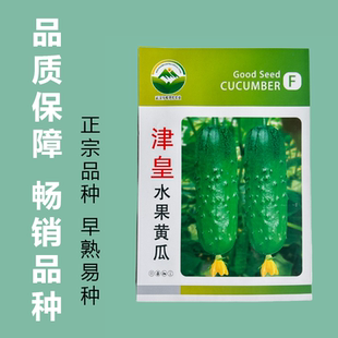 春季种津黄水果黄瓜种子四季水果黄瓜种籽旱黄瓜种孑黄瓜种子大全