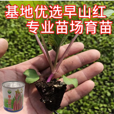 武汉洪山区正宗红菜苔苗子高品质基地优选早熟早山红武汉本地发货