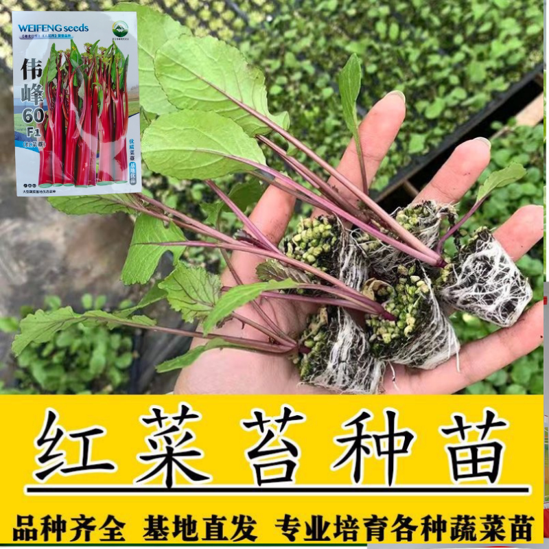 顺丰包邮【武汉产区】伟峰60武汉洪山区正宗红菜苔苗子基地优早熟