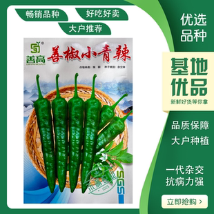 【善椒小青辣】基地优选樟树港辣椒种子高品质早熟皱皮小尖椒种籽