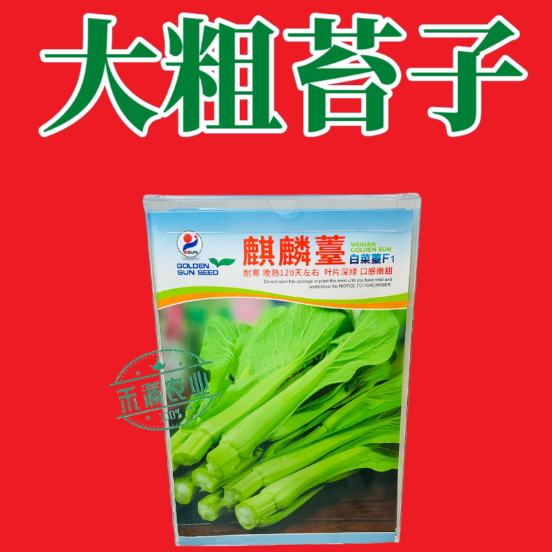 基地优品麒麟苔白菜苔种子籽白菜苔种籽晚熟耐寒越冬小白菜苔种籽