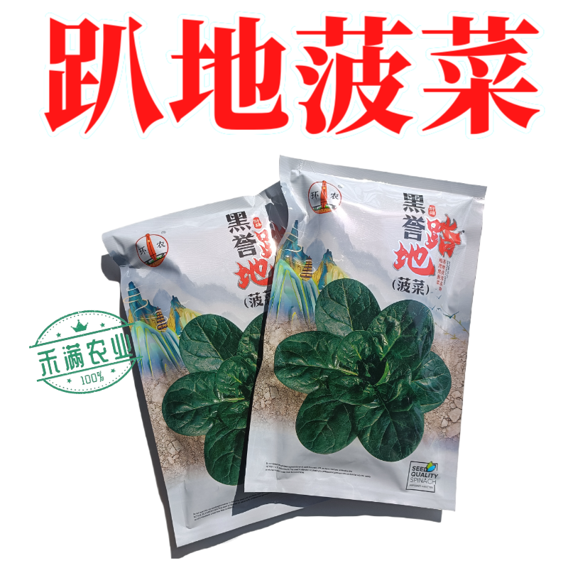 越冬生长快趴地菠菜种子黑圆叶