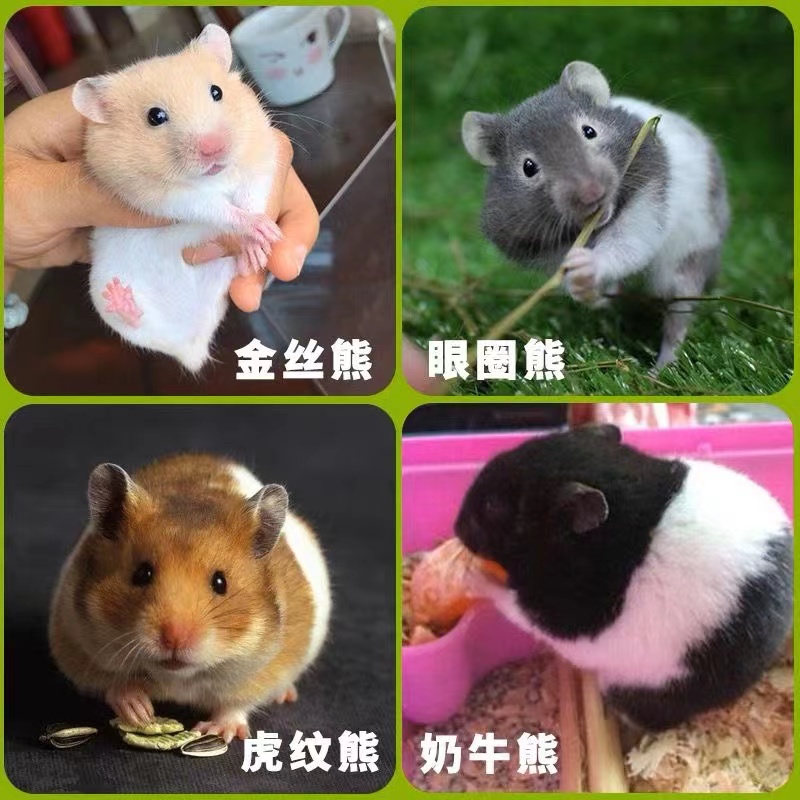速发仓鼠活物三线银狐一对可繁殖送笼金丝熊已打运输包活