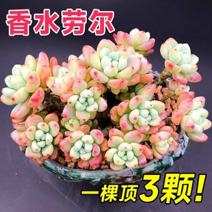 速发超大多头老桩劳尔老桩多肉植物稀有品种寒内花耐旱室热耐台