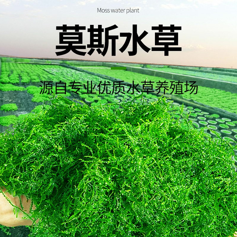 速发疯狂水草鱼缸造景莫斯水草懒人水培真植物套餐阴性前景珊瑚树