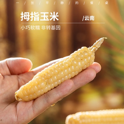 西双版纳拇指玉米 带薄皮真空装 新鲜嫩糯甜 营养早餐儿童孕妇