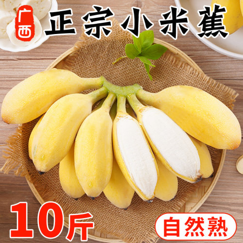 【精选品质】广西小米蕉10斤香蕉