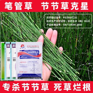 节节草除草剂木贼笔管筒草克星烂根药二甲四氯钠专用灭杀除草药剂