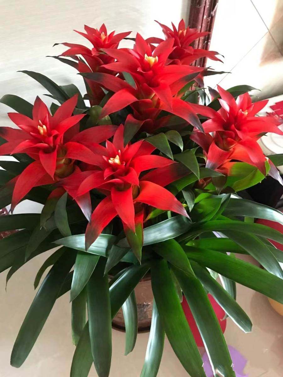 鸿运当头盆栽室内水培绿植四季开花好养发财树植物苗红掌客厅花卉