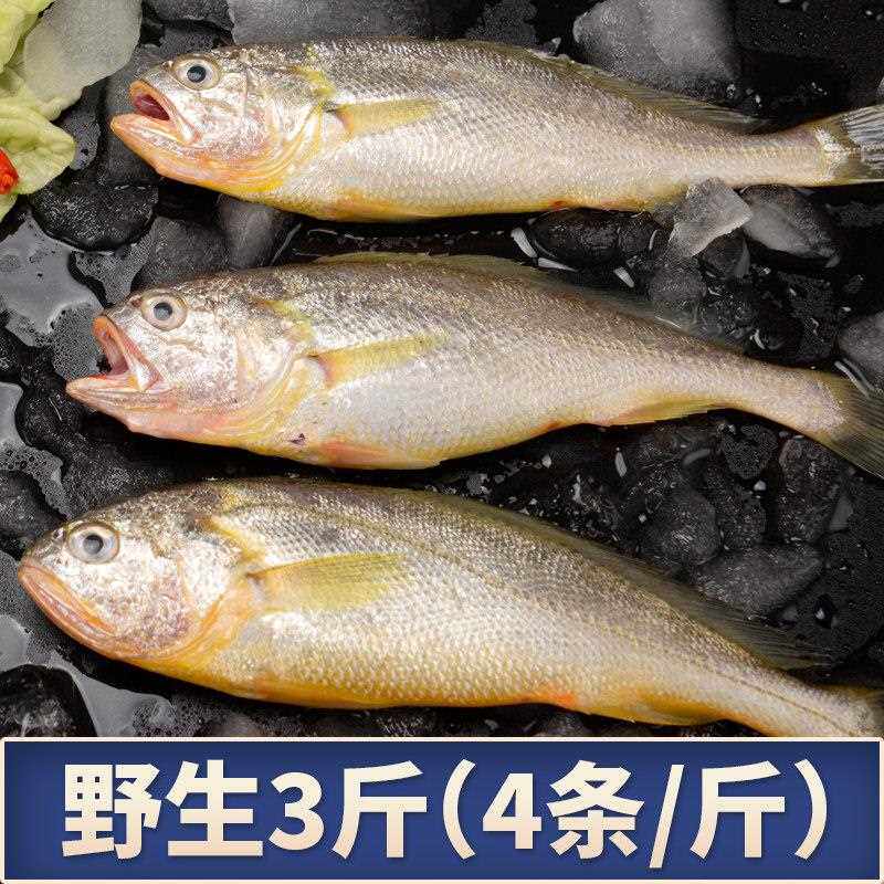 舟山野生小黄鱼新鲜冷冻东海鲜活海捕小黄花鱼商用烧烤油炸